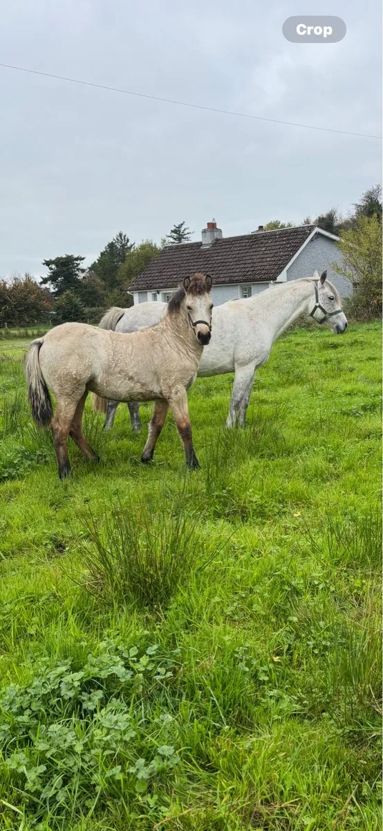 Connemara Dun Filly foal - Image 1