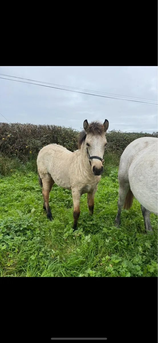 Connemara Dun Filly foal - Image 2