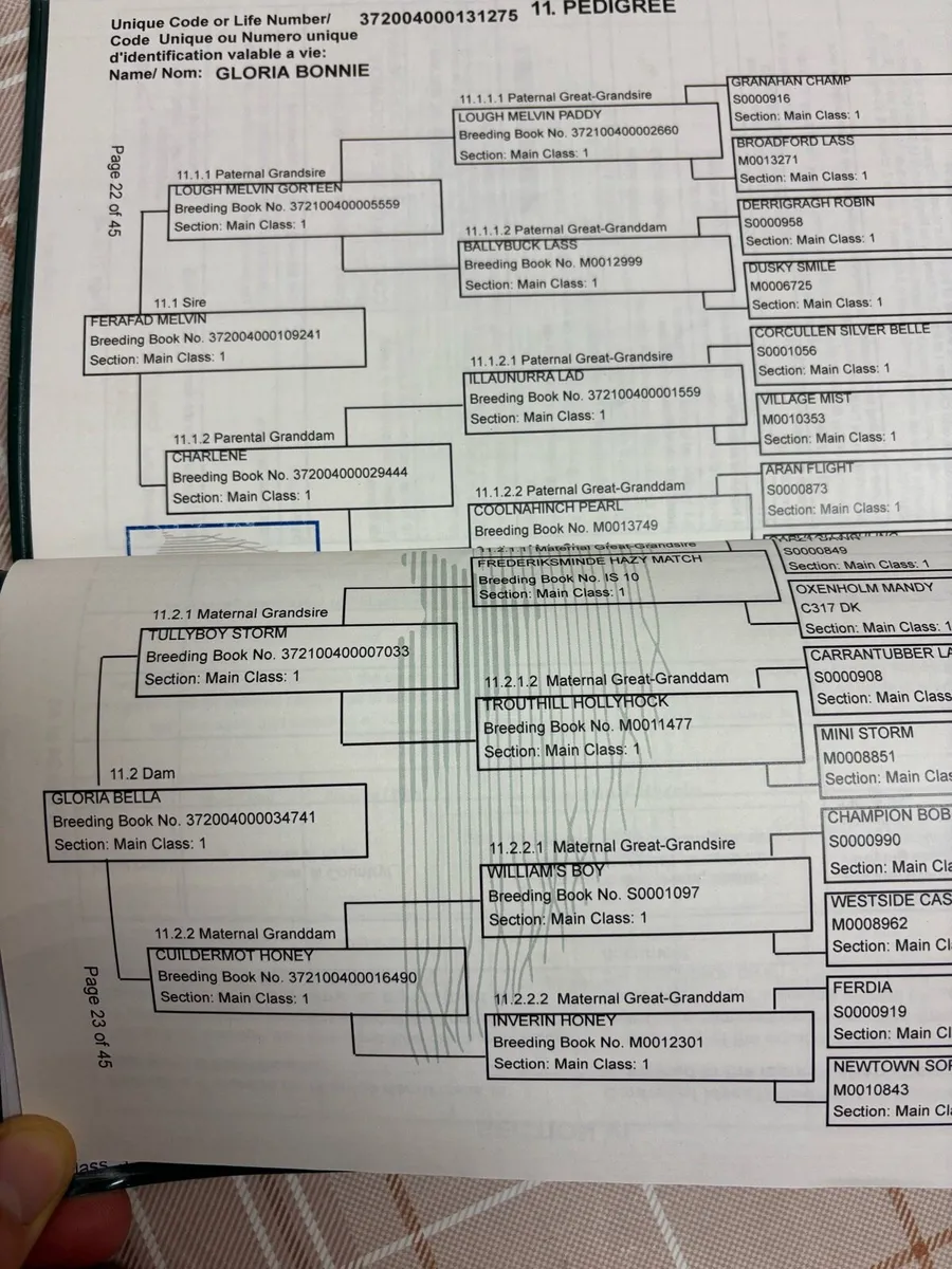 Connemara Dun Filly foal - Image 3