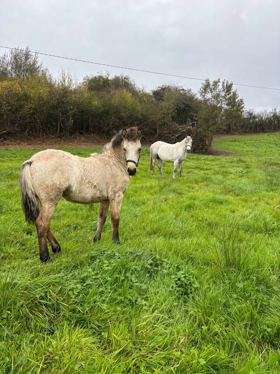 Connemara Dun Filly foal - Image 4