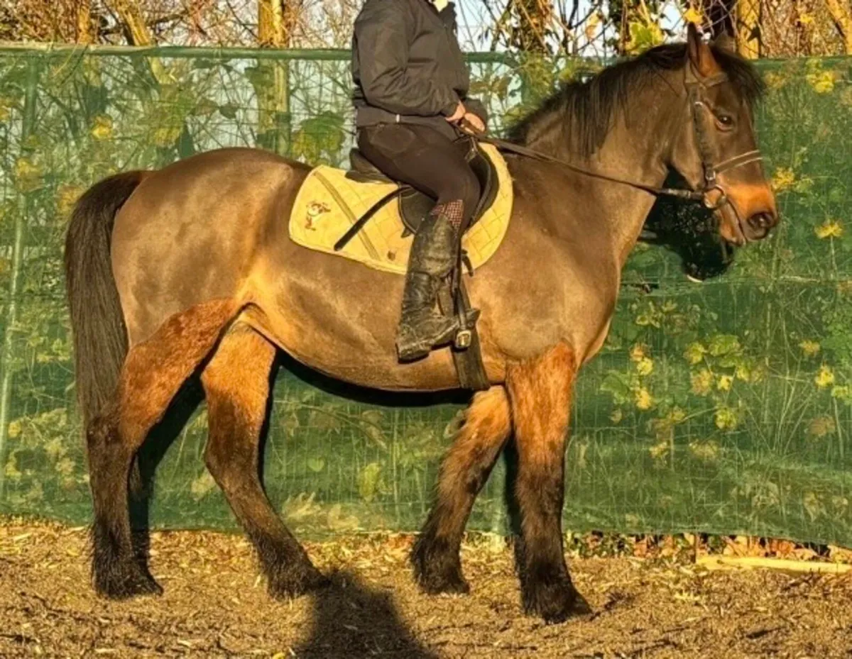 14hh weight carrier cob mare - Image 1