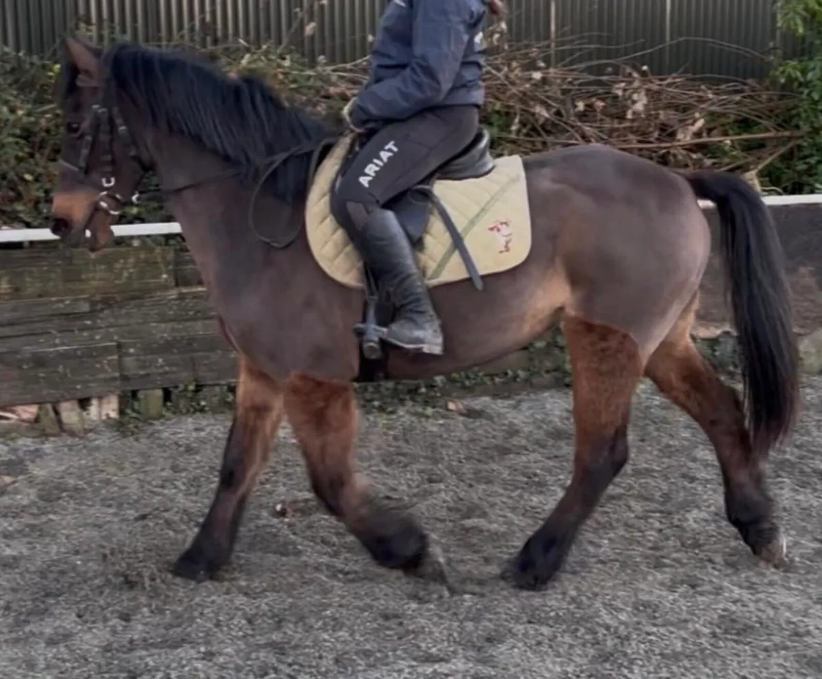 14hh weight carrier cob mare - Image 2