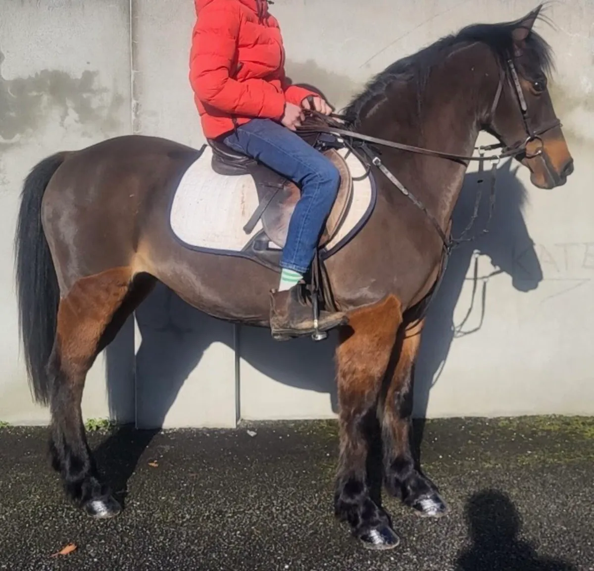 14hh weight carrier cob mare - Image 3