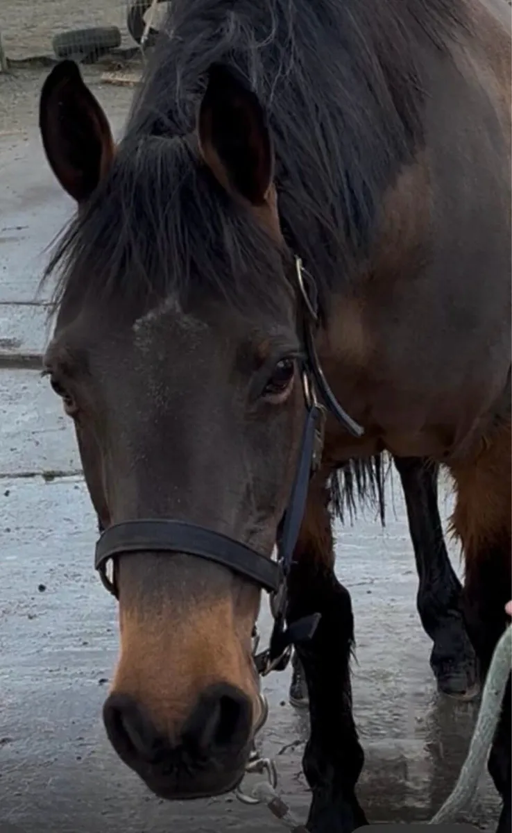 14hh weight carrier cob mare - Image 4