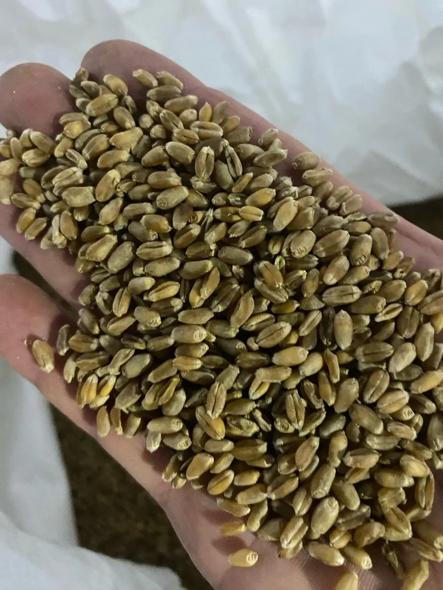 Cleaned wheat - Image 1
