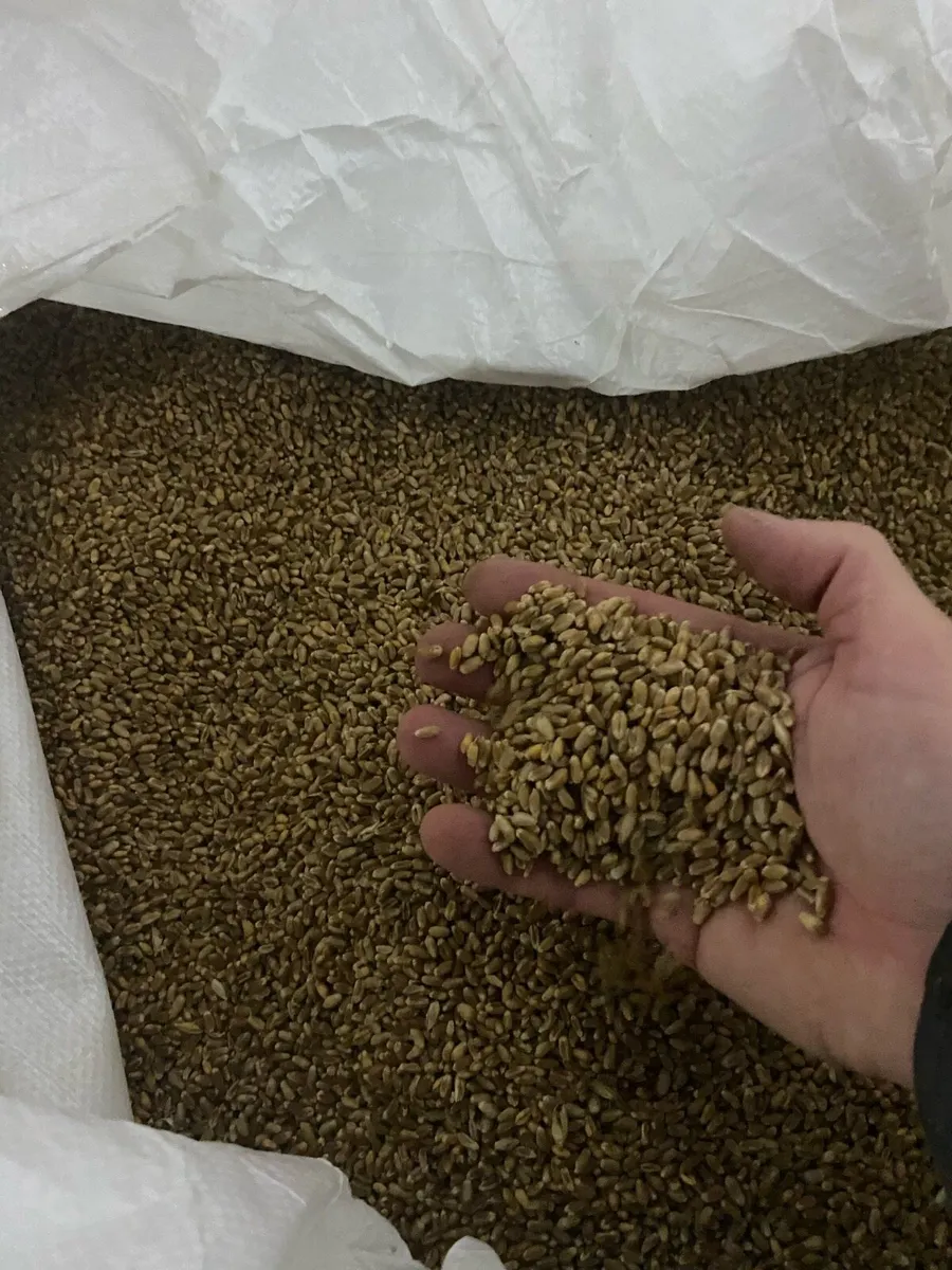 Cleaned wheat - Image 2