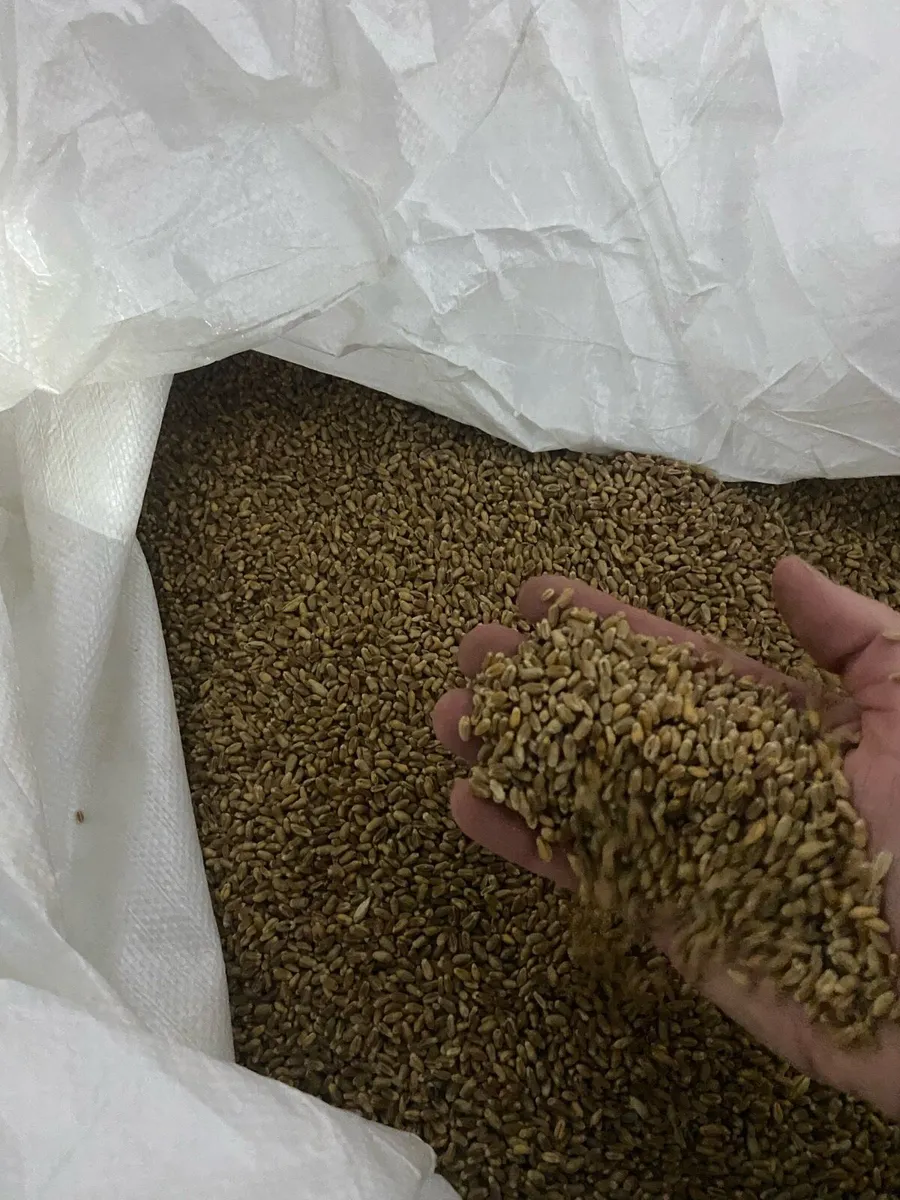 Cleaned wheat - Image 3