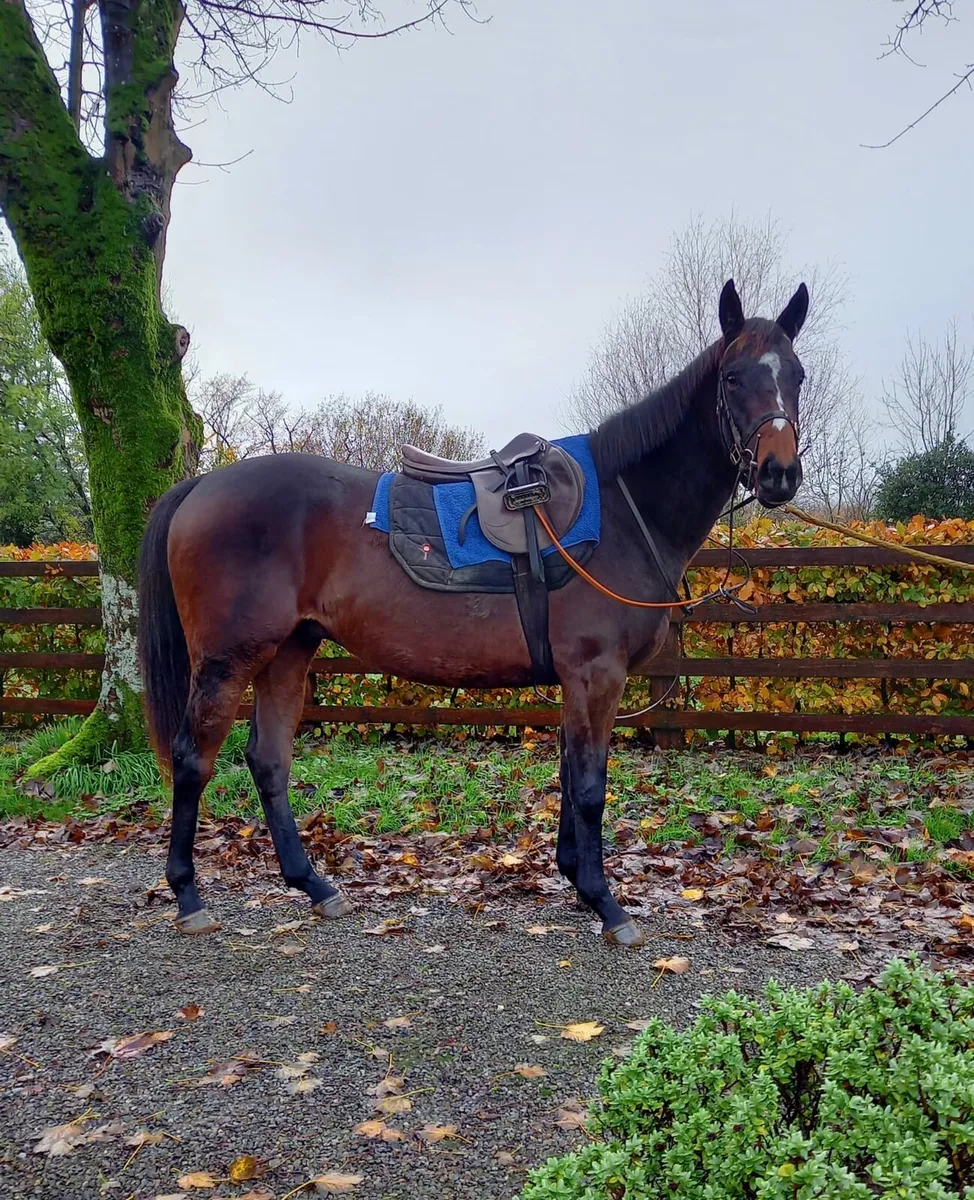 3 yr old thoroughbred gelding. - Image 2