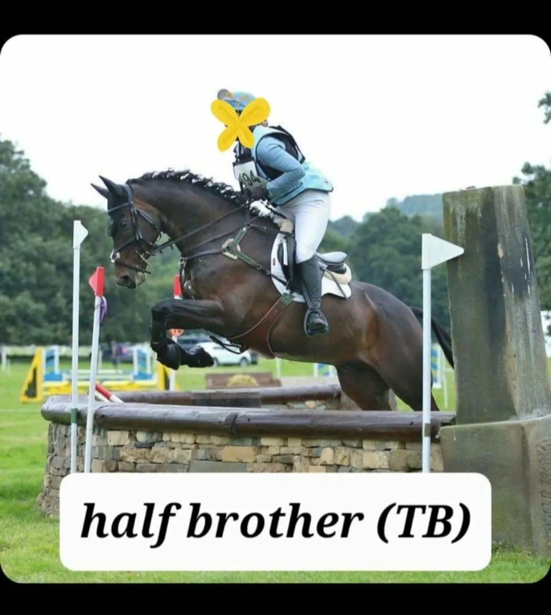 3 yr old thoroughbred gelding. - Image 3