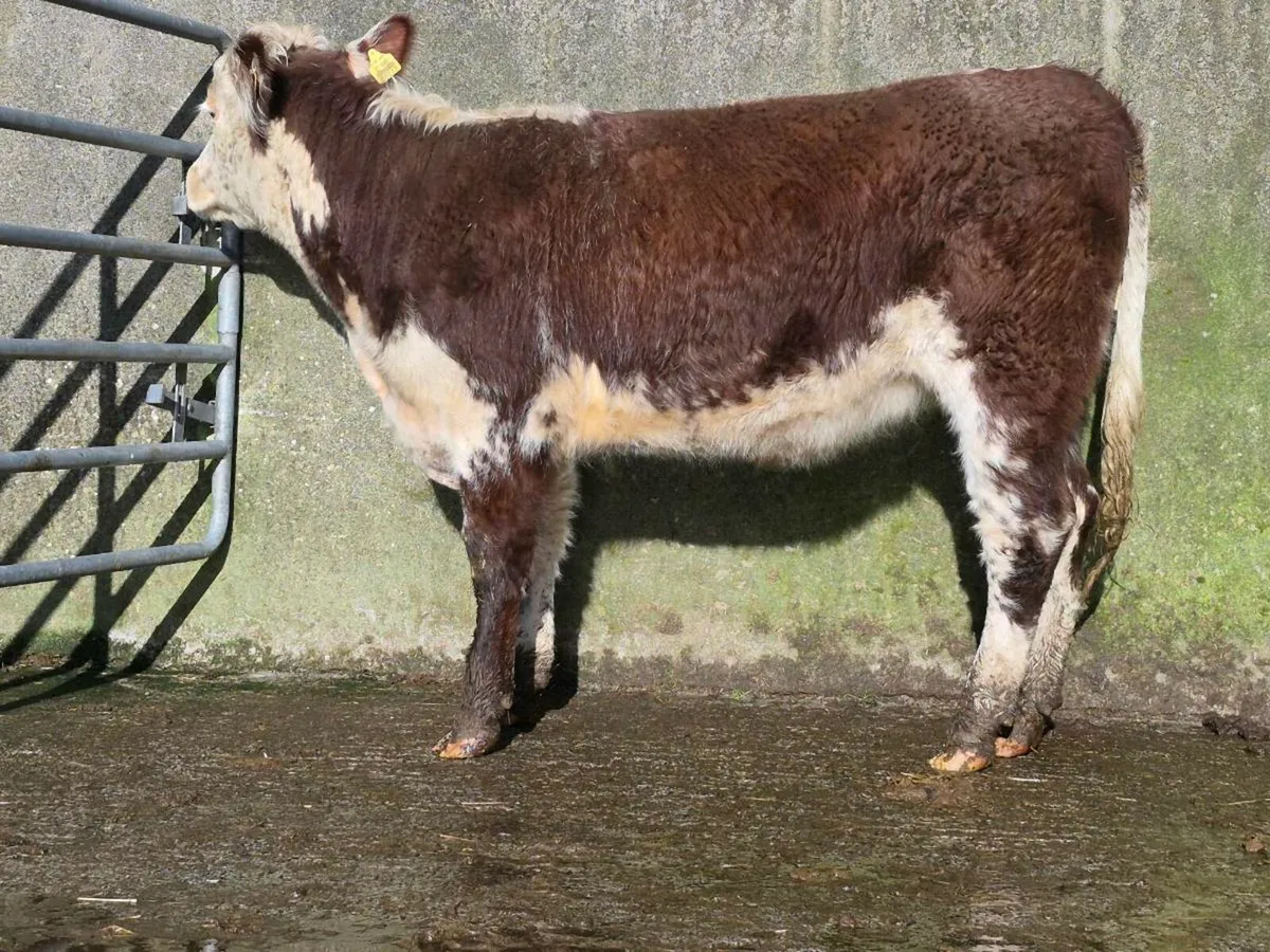 Shorthorn Breeding Heifer - Image 1