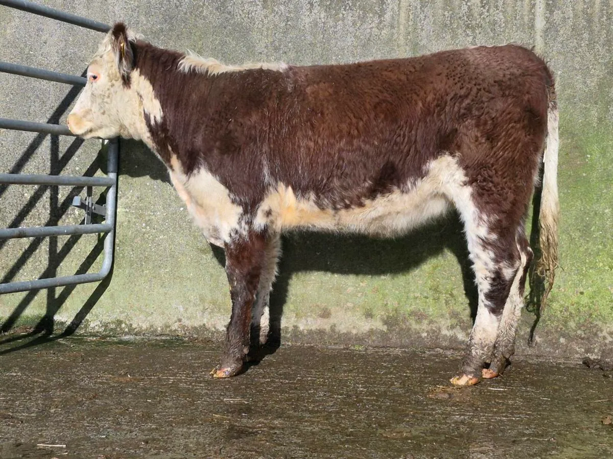 Shorthorn Breeding Heifer - Image 2
