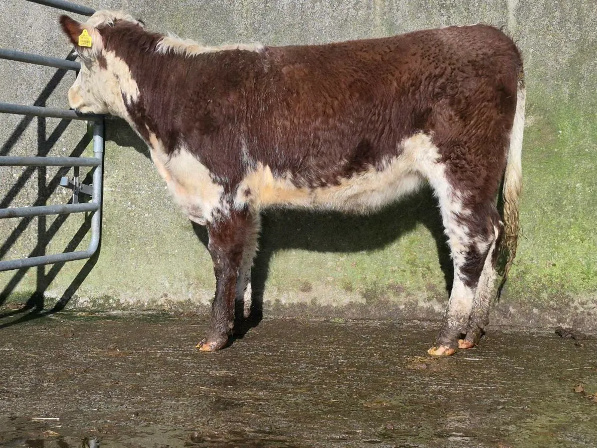 Shorthorn Breeding Heifer - Image 3