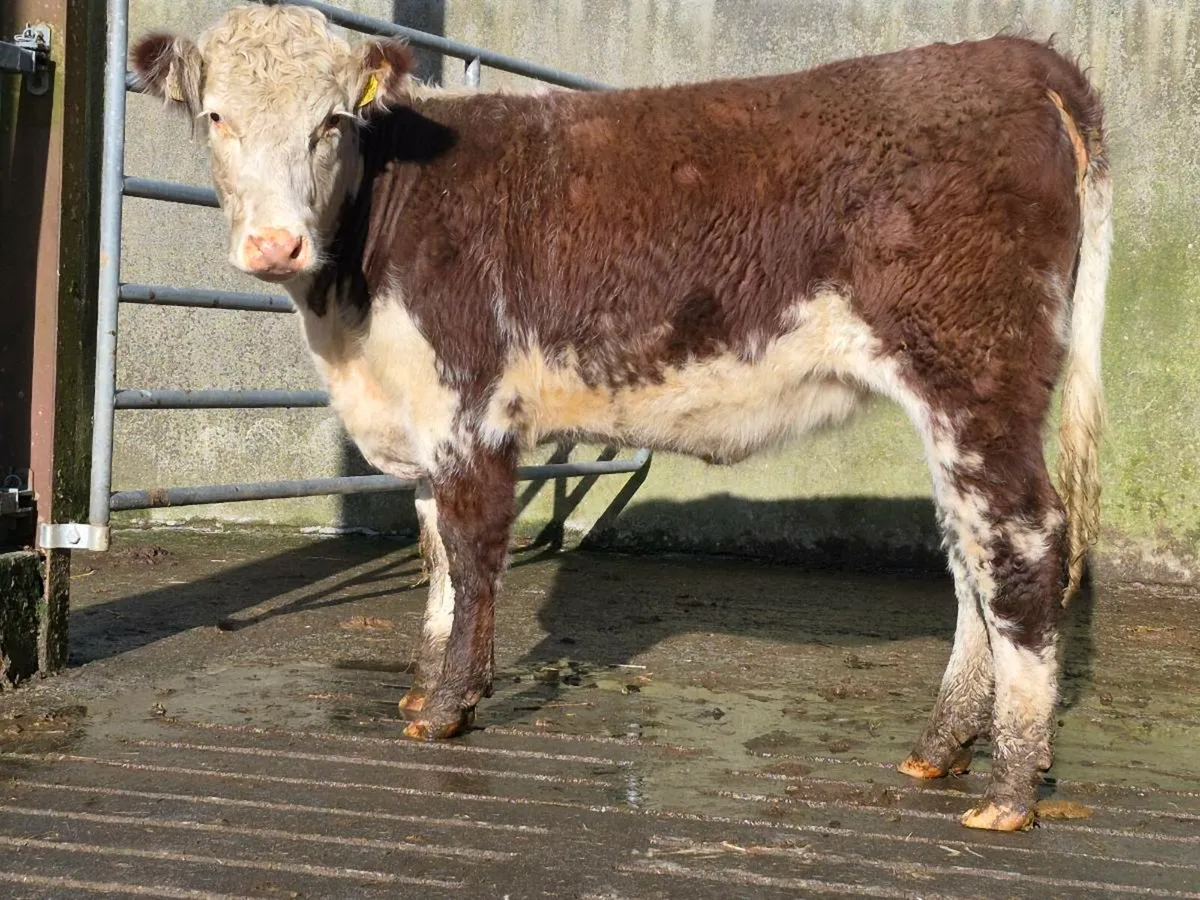 Shorthorn Breeding Heifer - Image 4