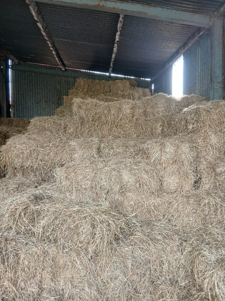 Square bales of hay