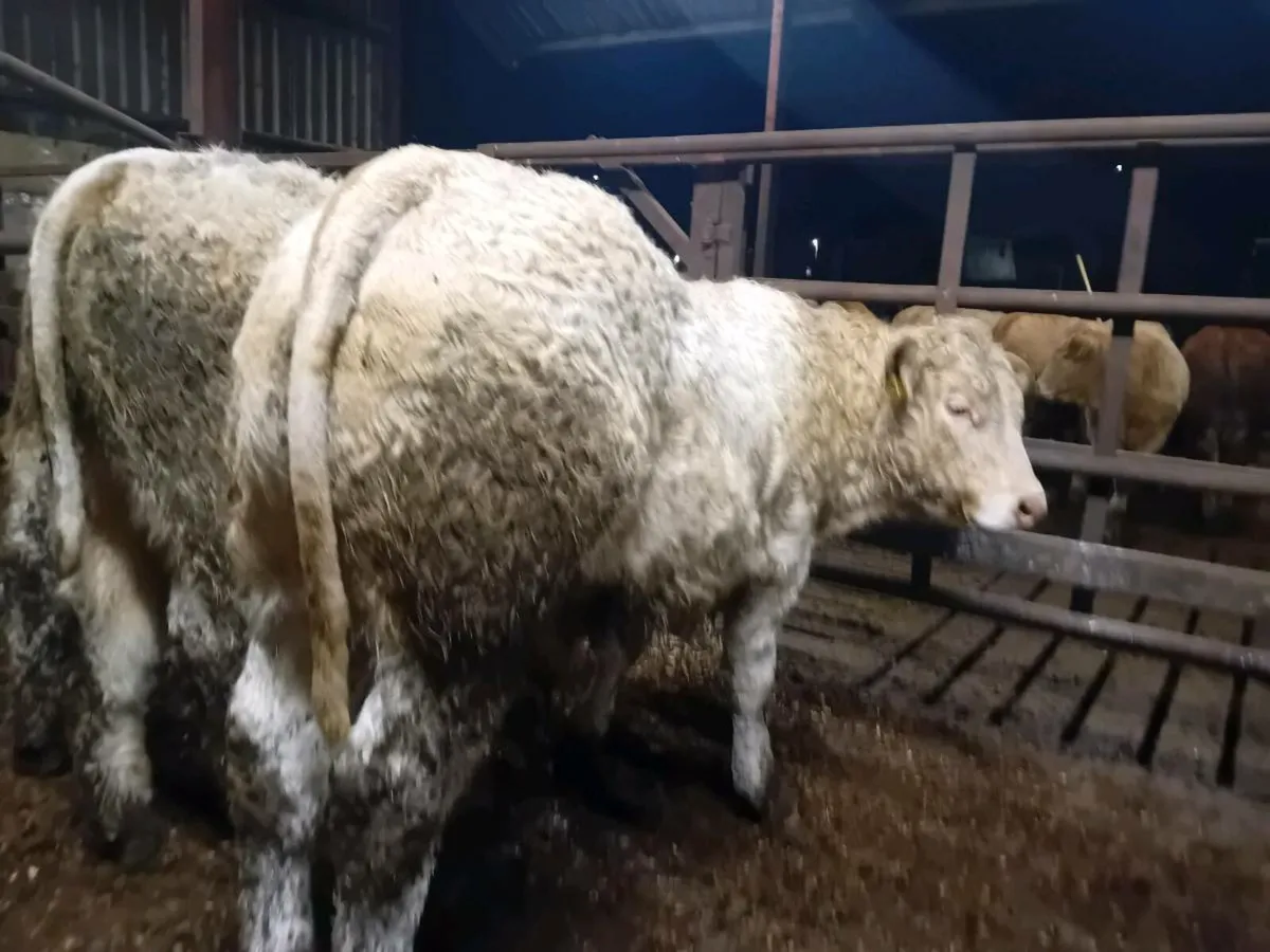 12 Smashing Charlaois Bull Weanlings - Image 1