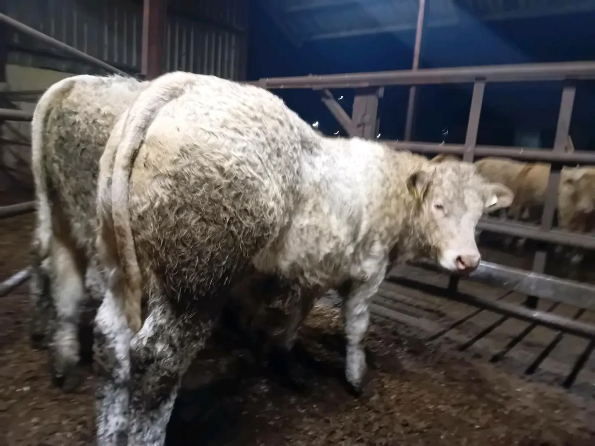 12 Smashing Charlaois Bull Weanlings - Image 2