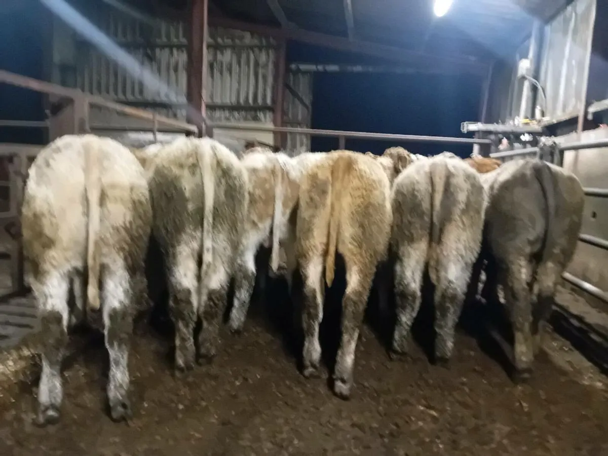 12 Smashing Charlaois Bull Weanlings - Image 3