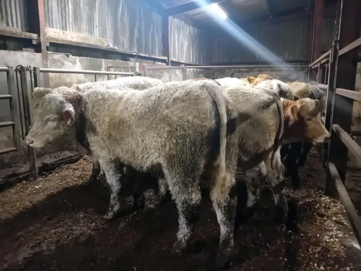12 Smashing Charlaois Bull Weanlings - Image 4