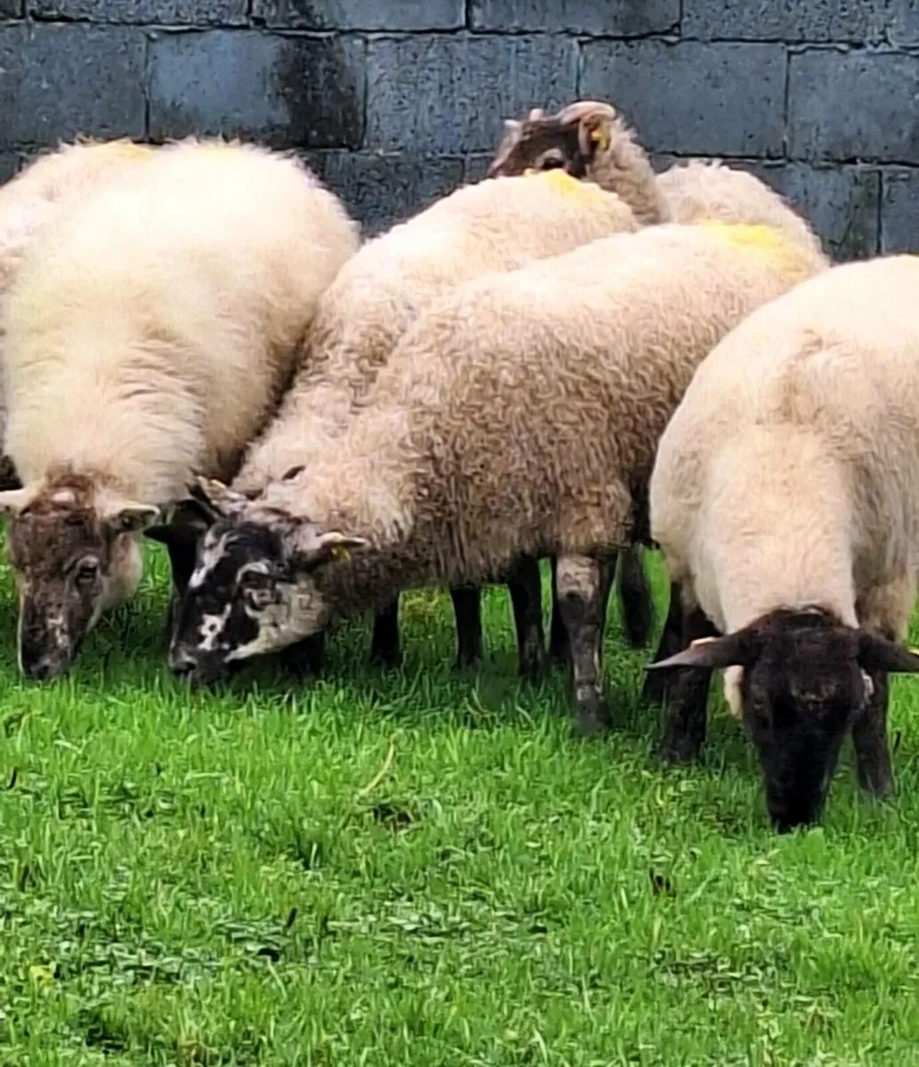 Inlamb Ewe Hoggets - Image 1