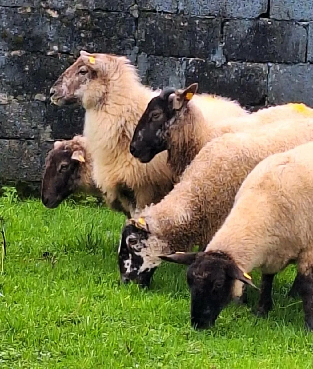 Inlamb Ewe Hoggets - Image 2