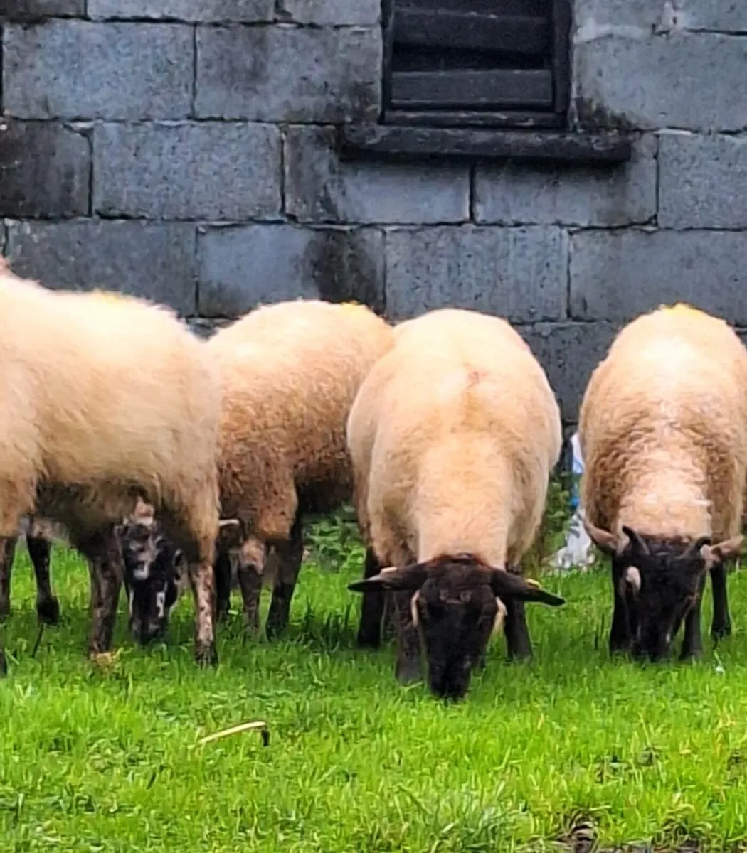 Inlamb Ewe Hoggets - Image 3