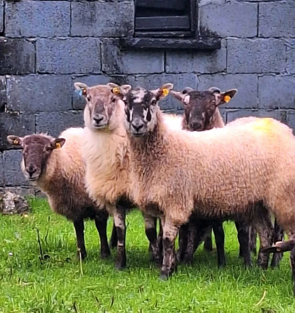 Inlamb Ewe Hoggets - Image 4