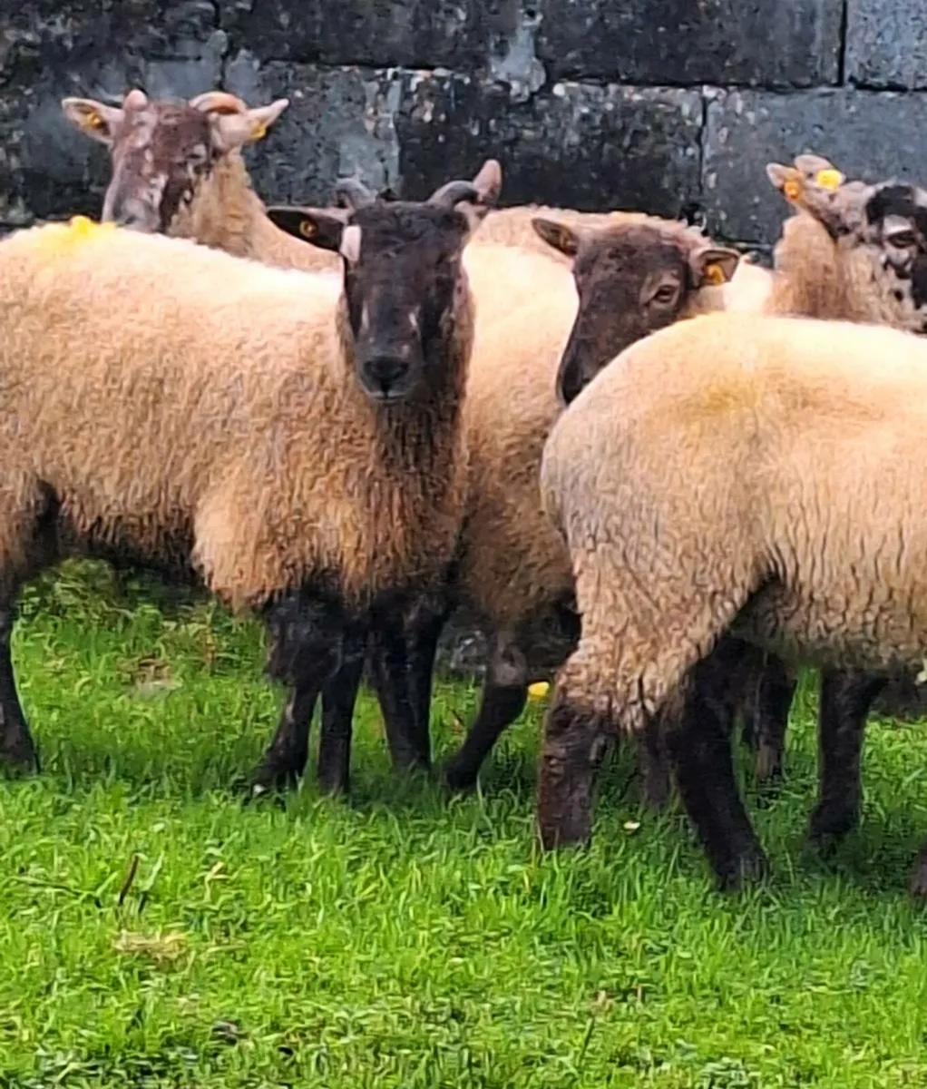 Inlamb Ewe Hoggets - Image 3