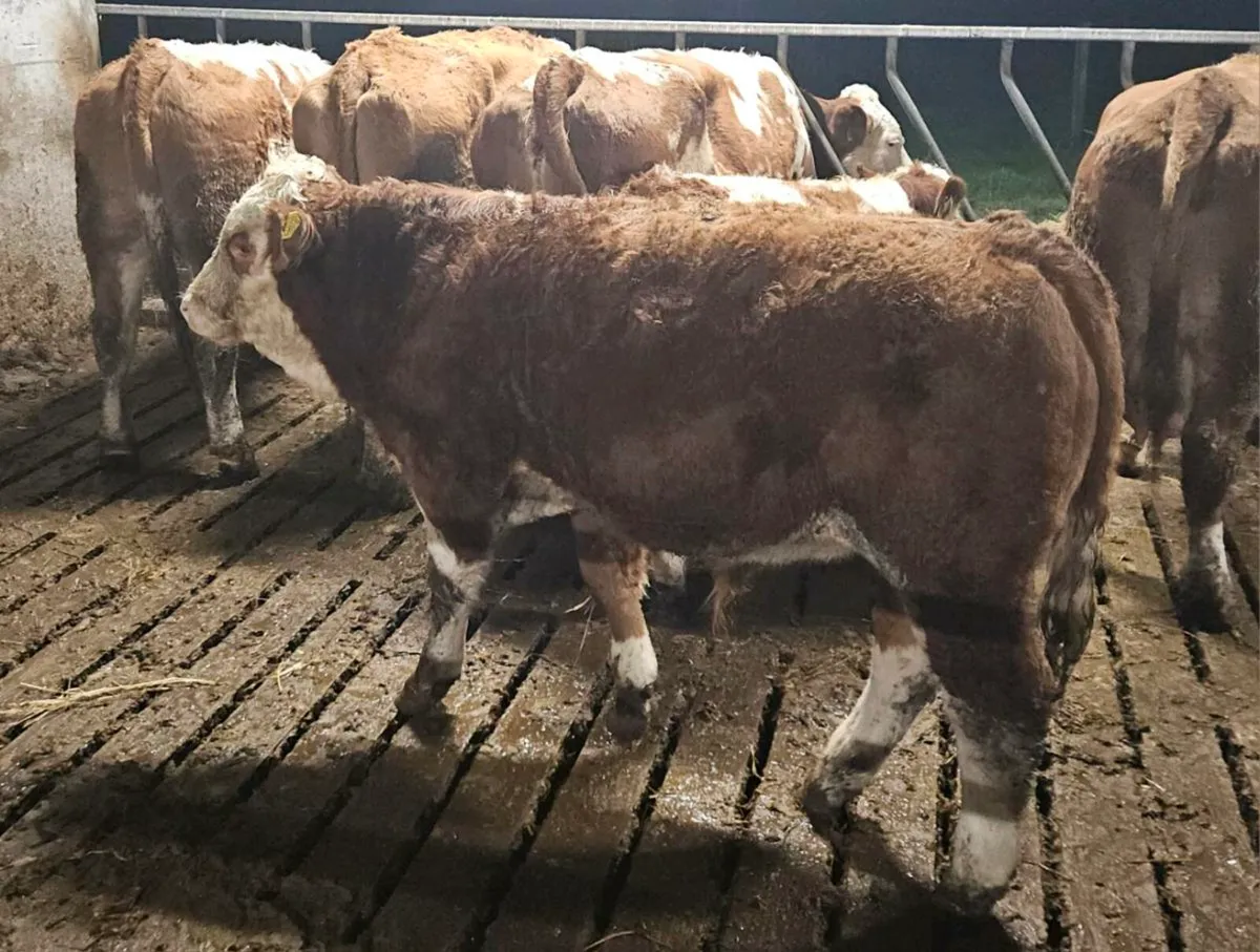 PBR Simmental Bull Weanling ENNIS MART TUES 11TH - Image 1
