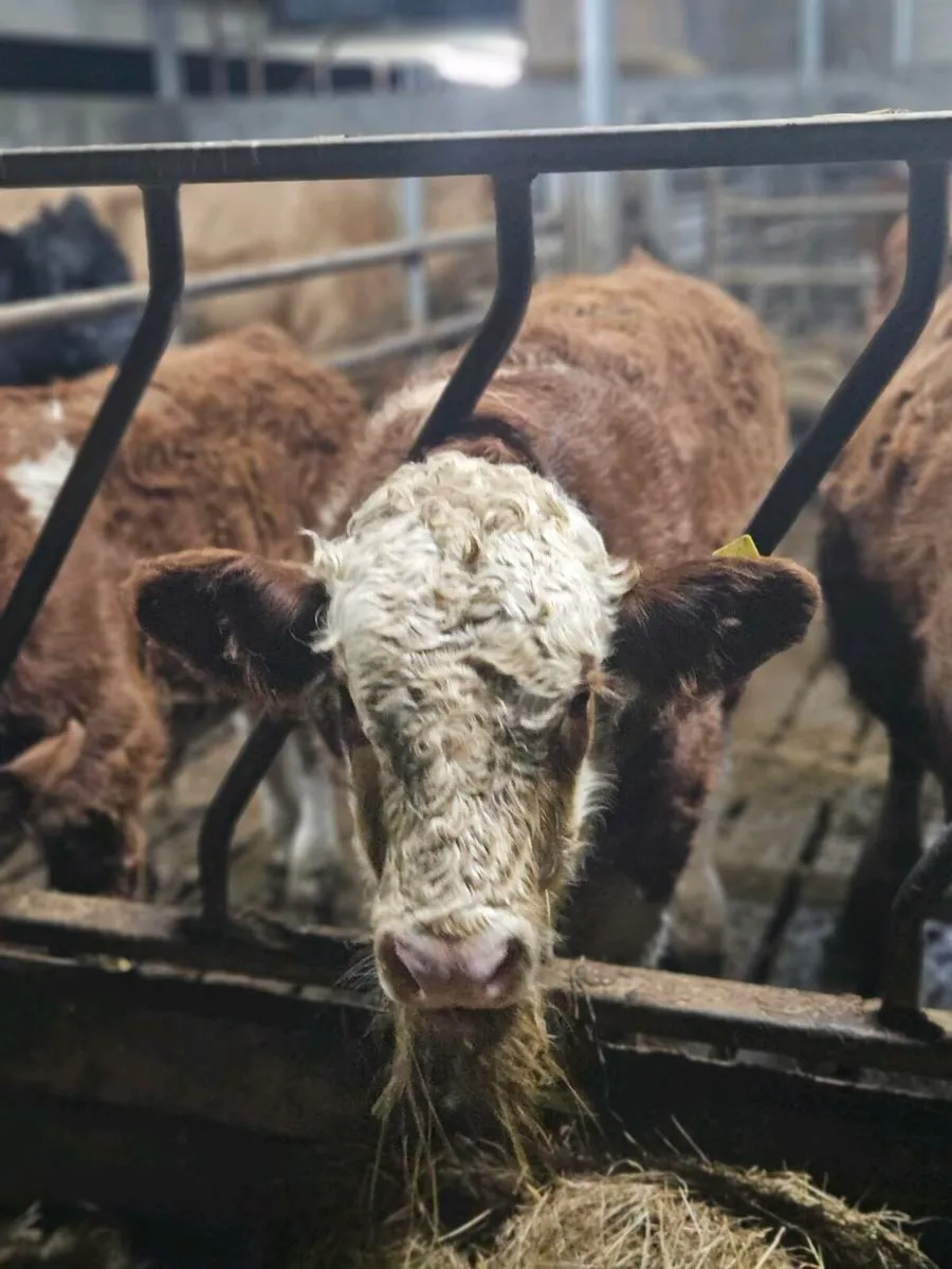 PBR Simmental Bull Weanling ENNIS MART TUES 11TH - Image 2