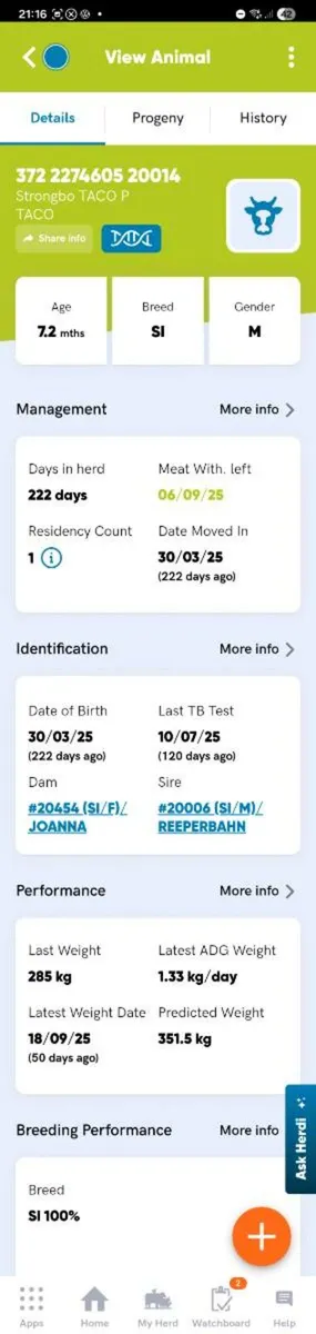 PBR Simmental Bull Weanling ENNIS MART TUES 11TH - Image 3