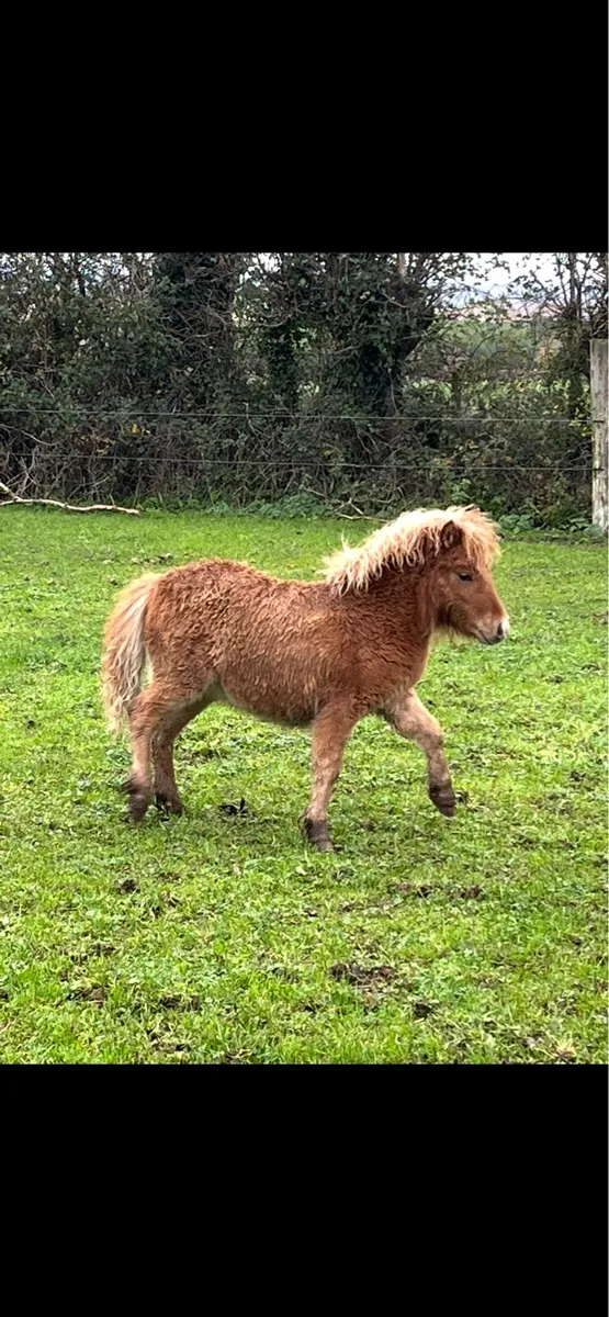 3 x Miniature fillies - Image 1