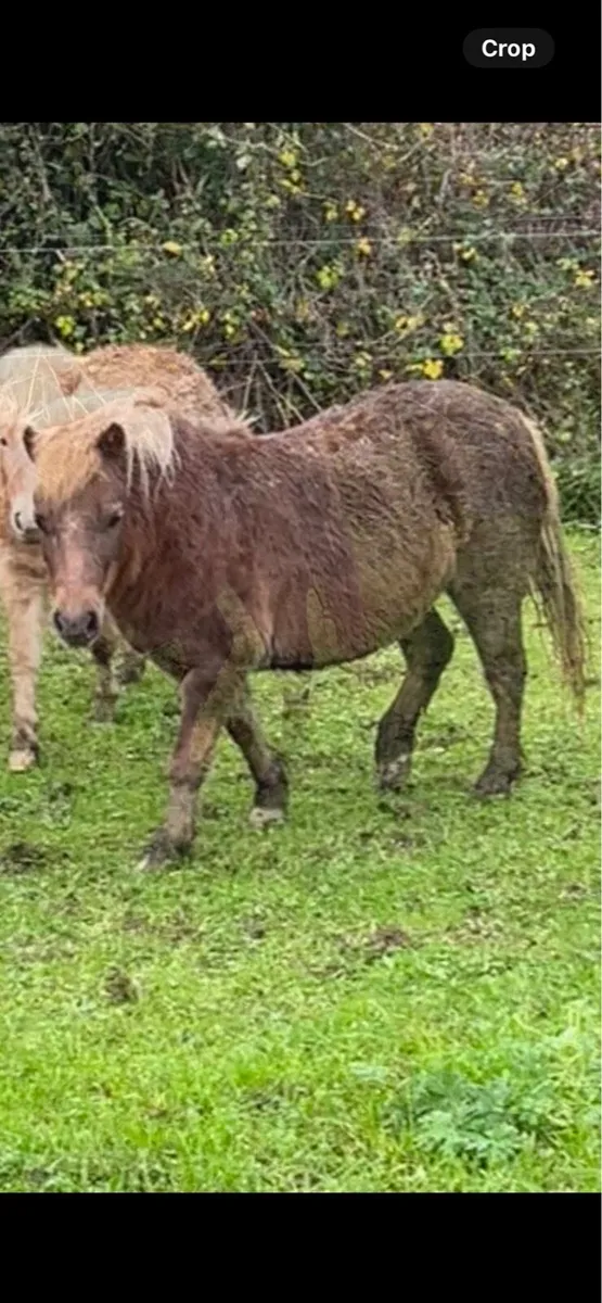 3 x Miniature fillies - Image 2