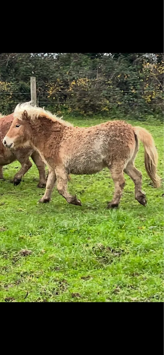 3 x Miniature fillies - Image 3