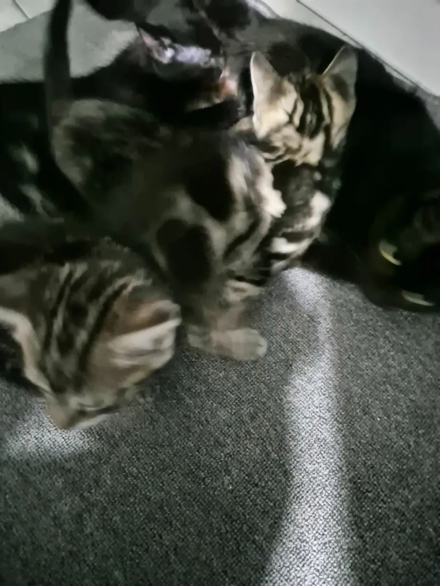 Kittens - Image 2