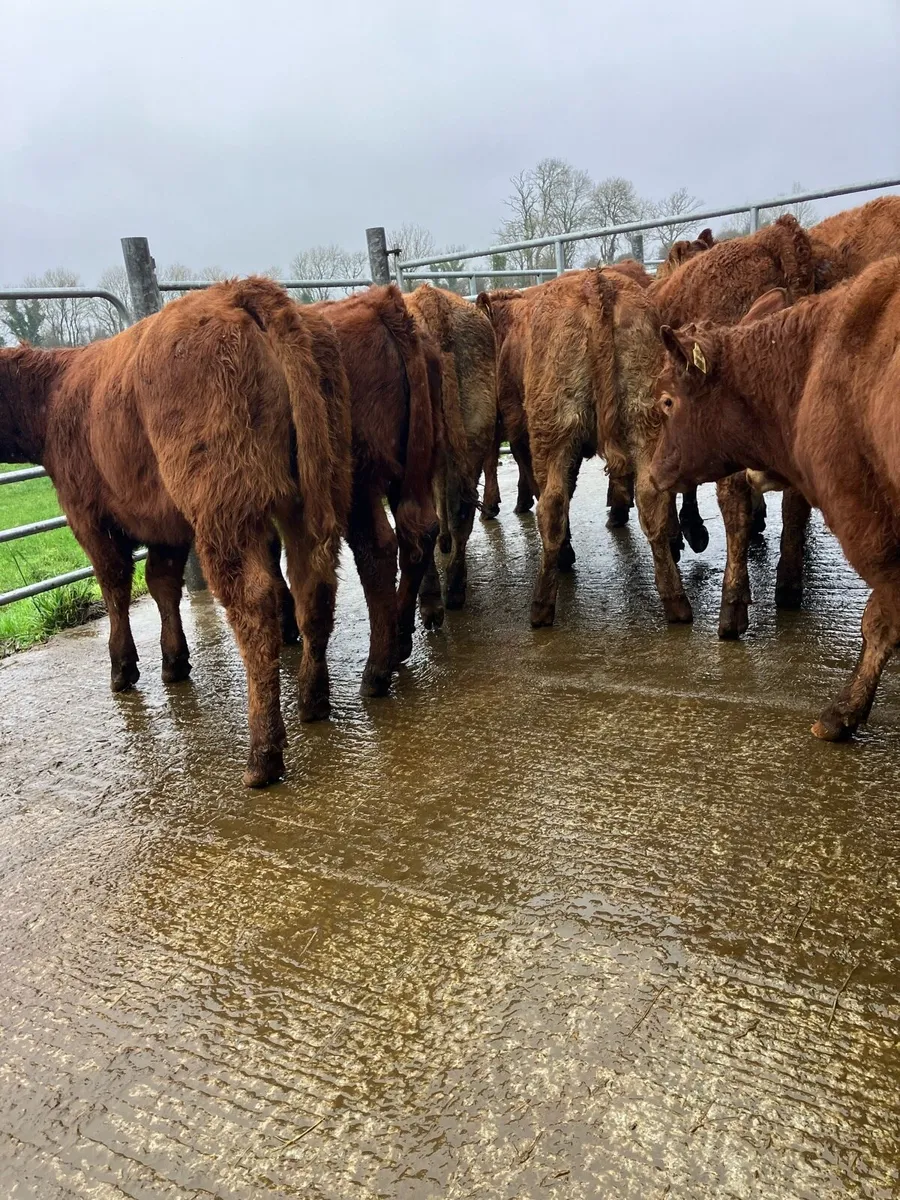 🚦10 limousine heifer weanlings 🚦 - Image 4