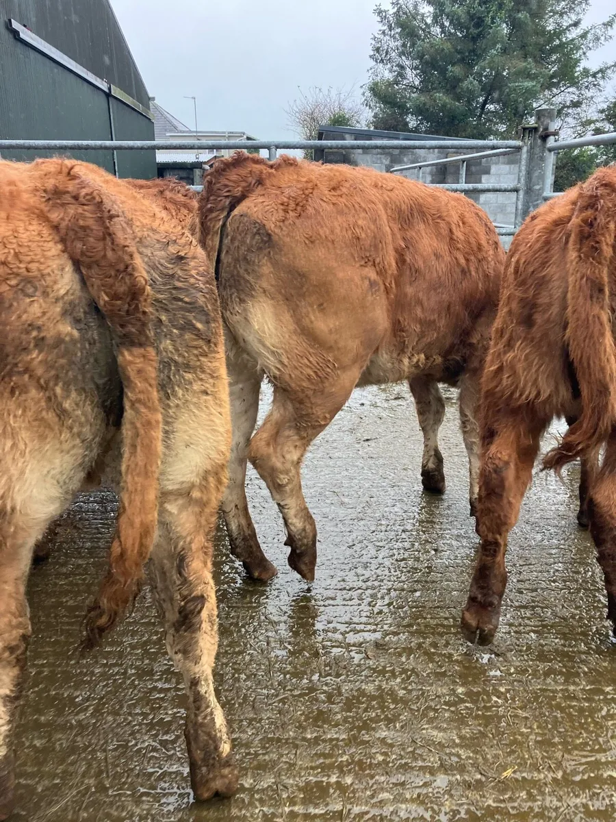 🚦10 limousine heifer weanlings 🚦 - Image 1