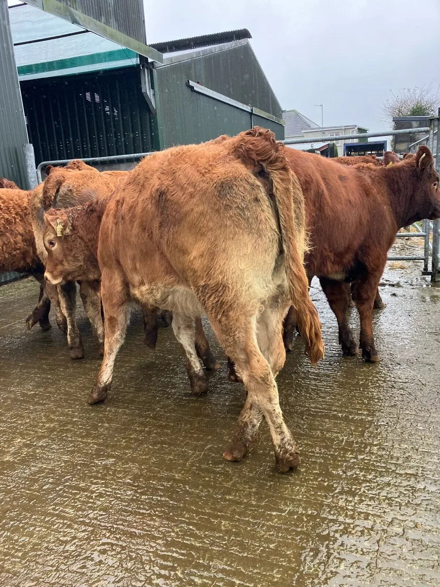 🚦10 limousine heifer weanlings 🚦 - Image 2