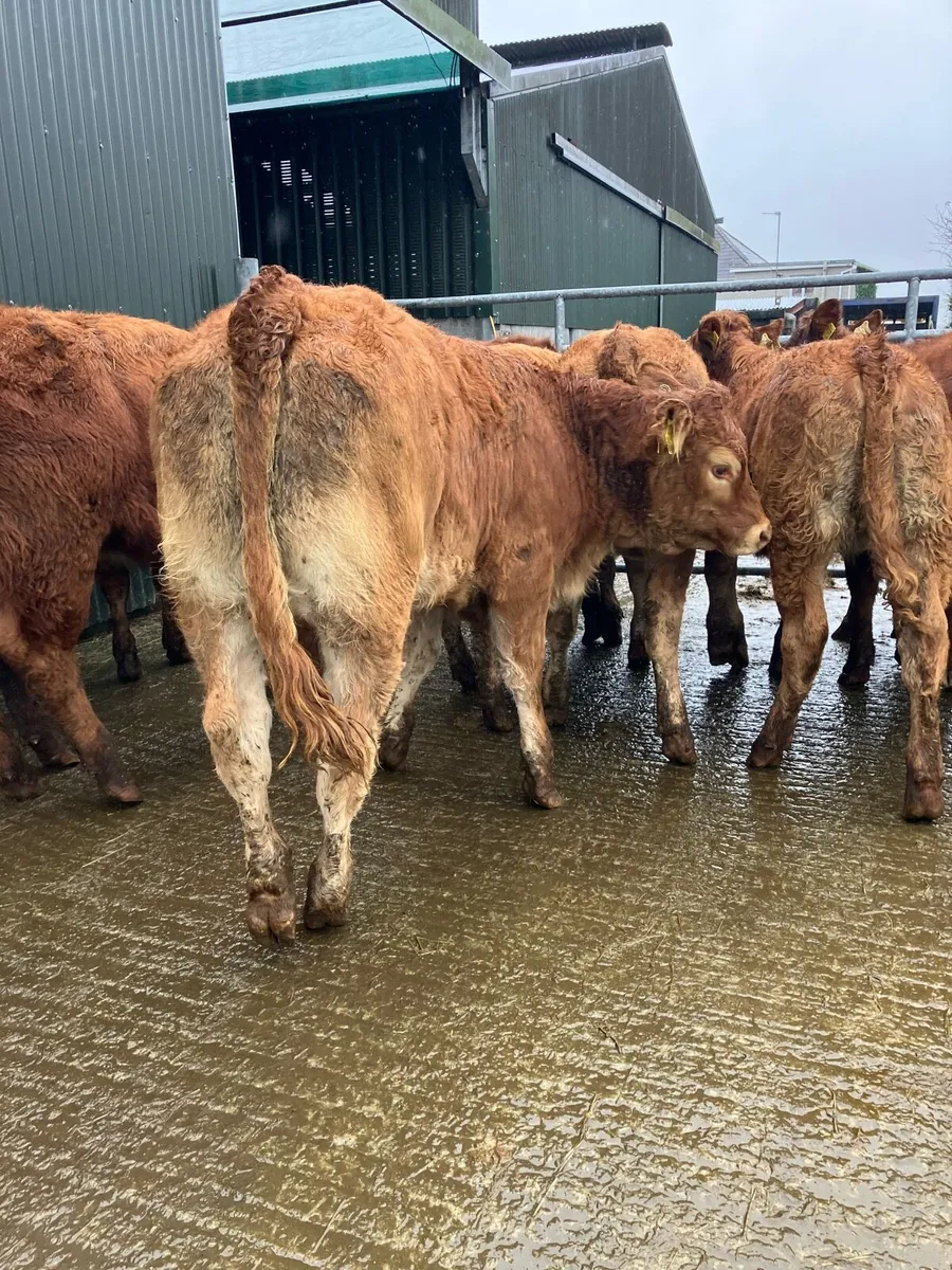 🚦10 limousine heifer weanlings 🚦 - Image 3