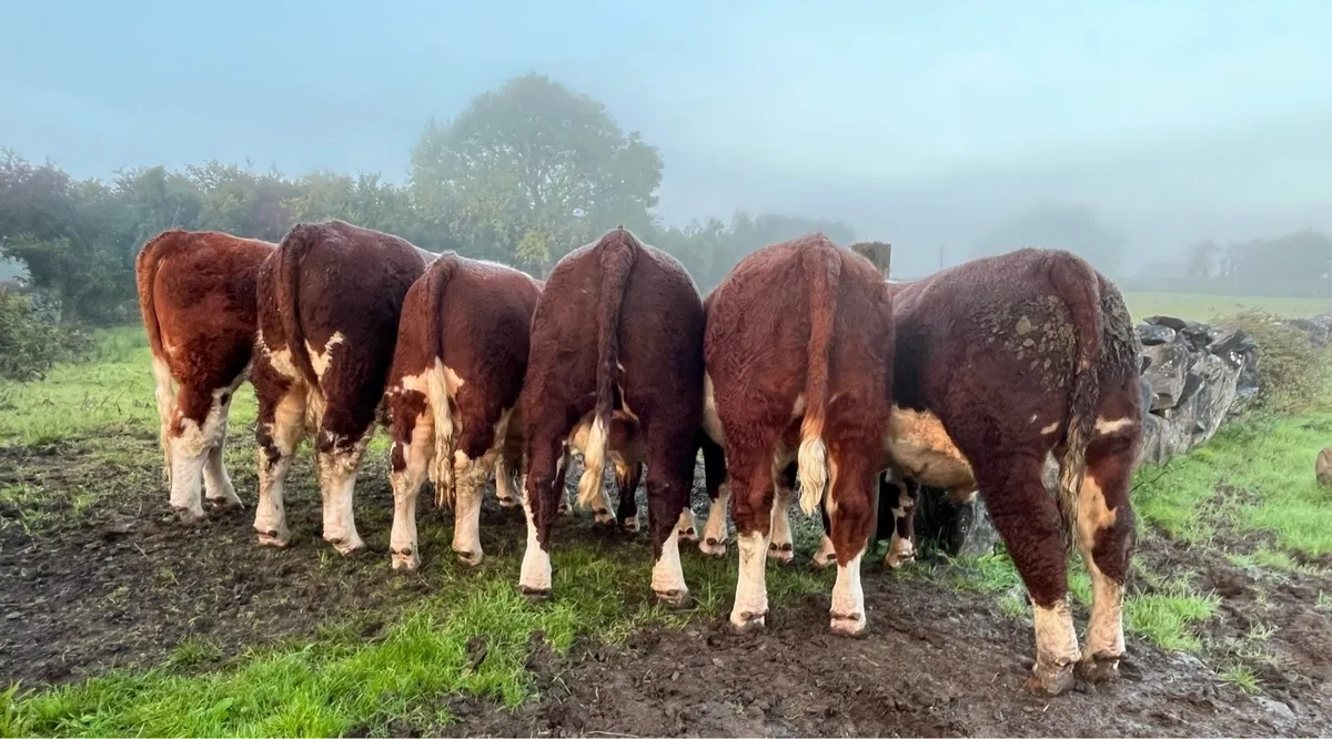 4 & 5 star Pedigrees Hereford Bulls - Image 1