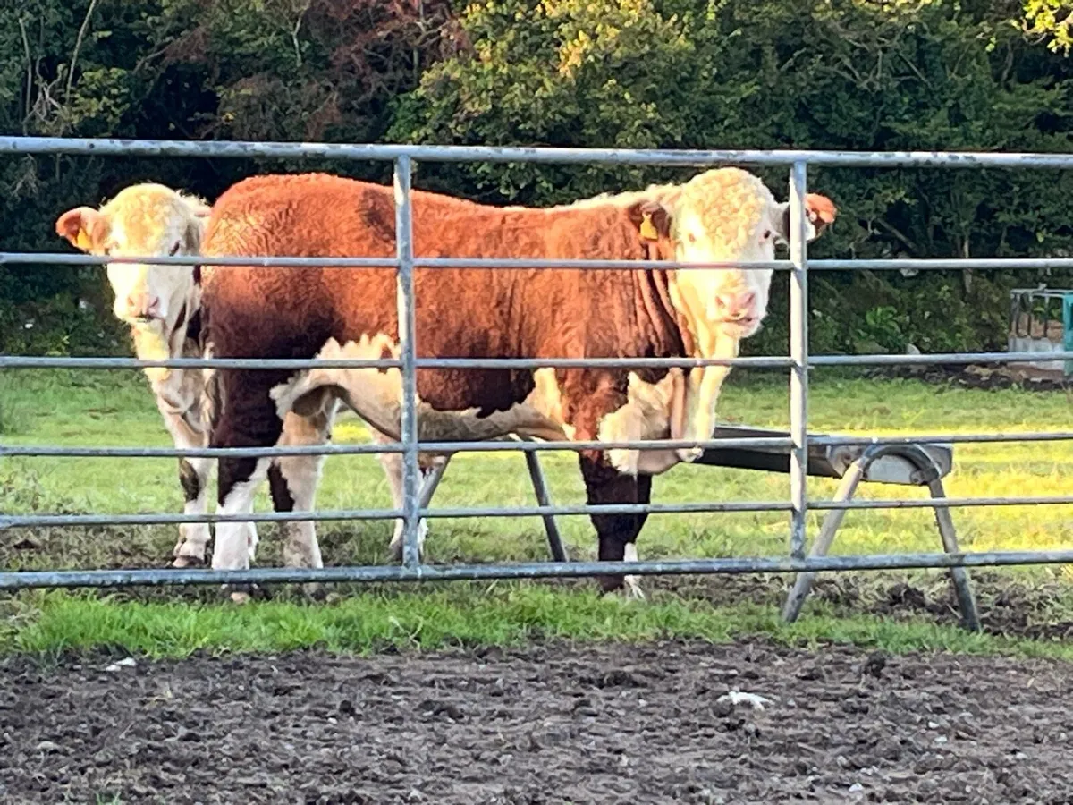 4 & 5 star Pedigrees Hereford Bulls - Image 2