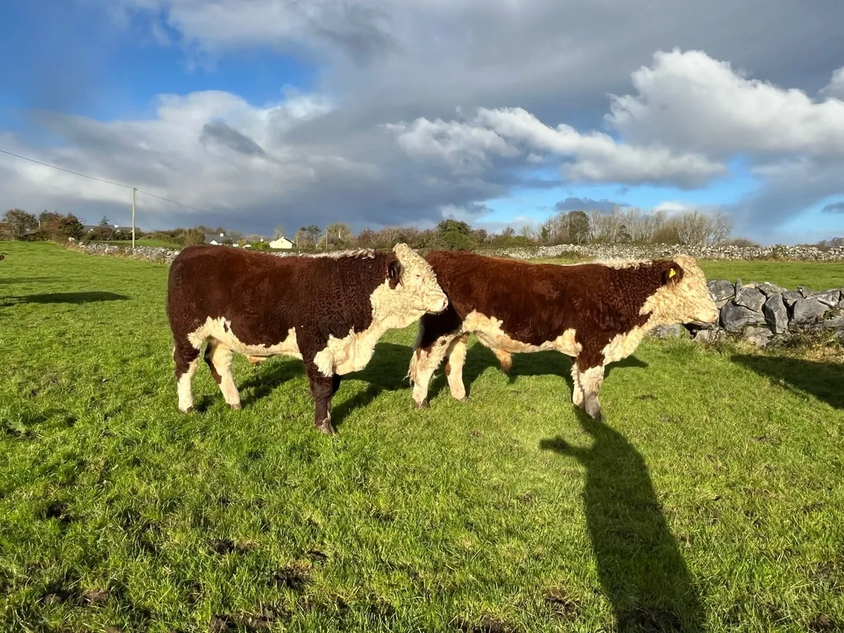 4 & 5 star Pedigrees Hereford Bulls - Image 3