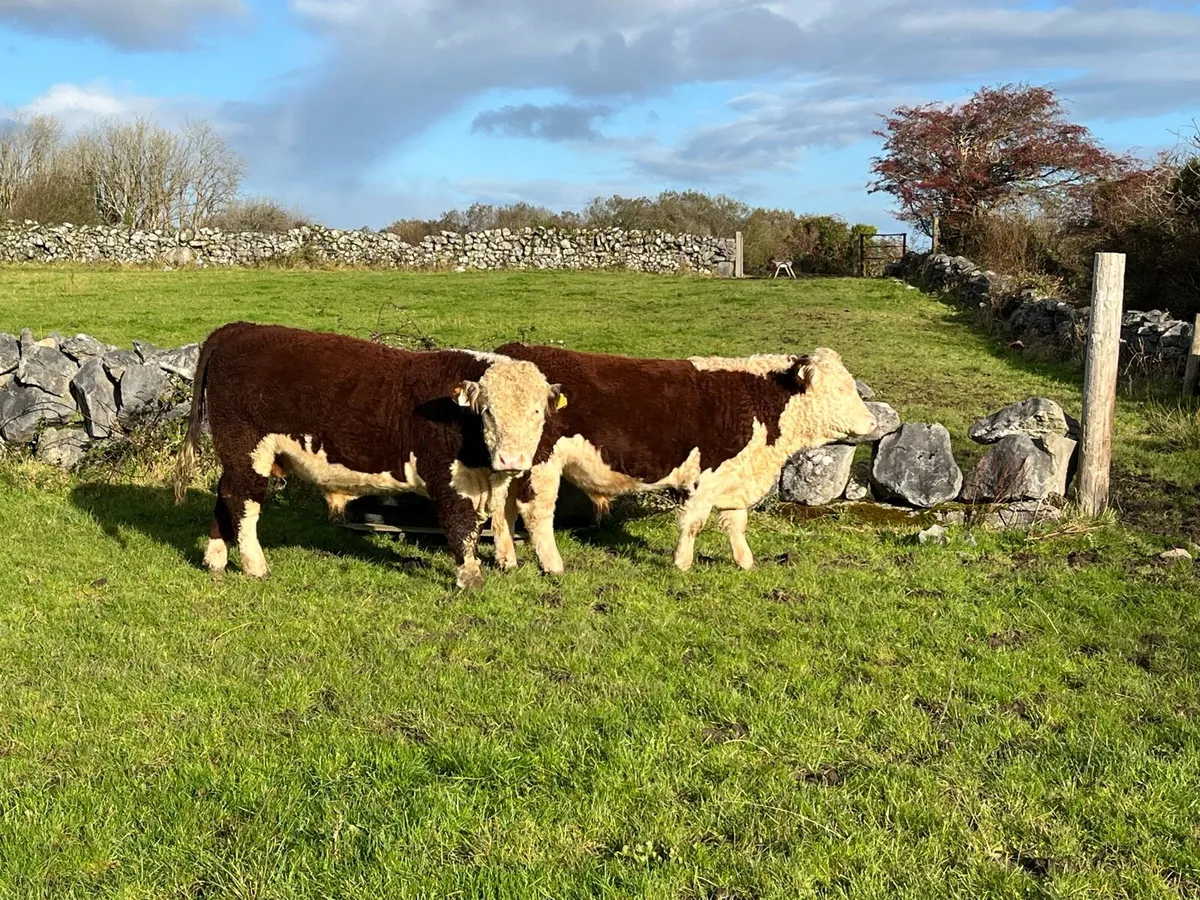 4 & 5 star Pedigrees Hereford Bulls - Image 4