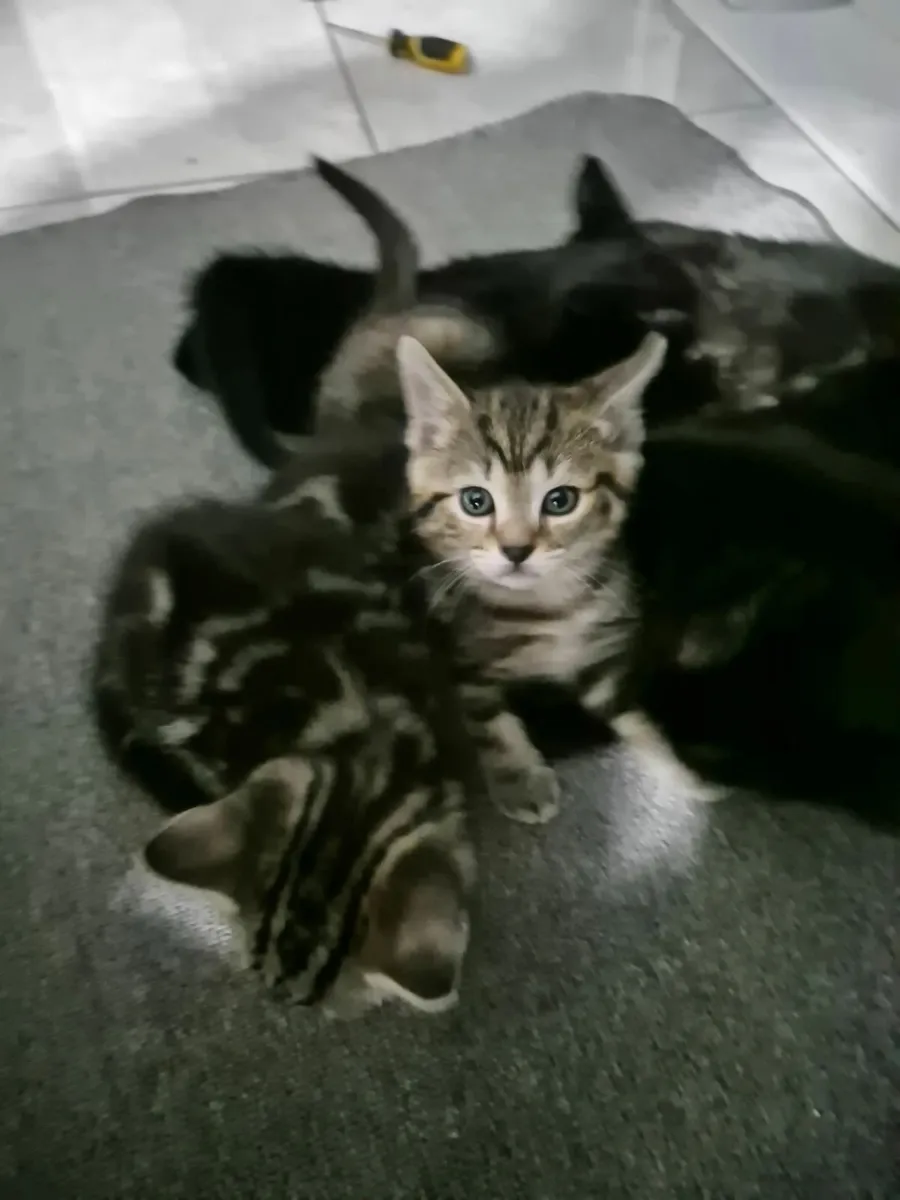 Kittens - Image 1