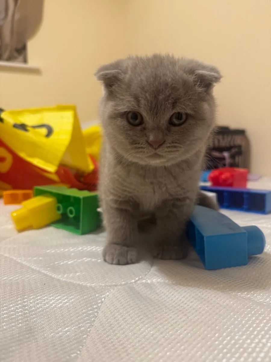 British shorthair kittens - Image 4