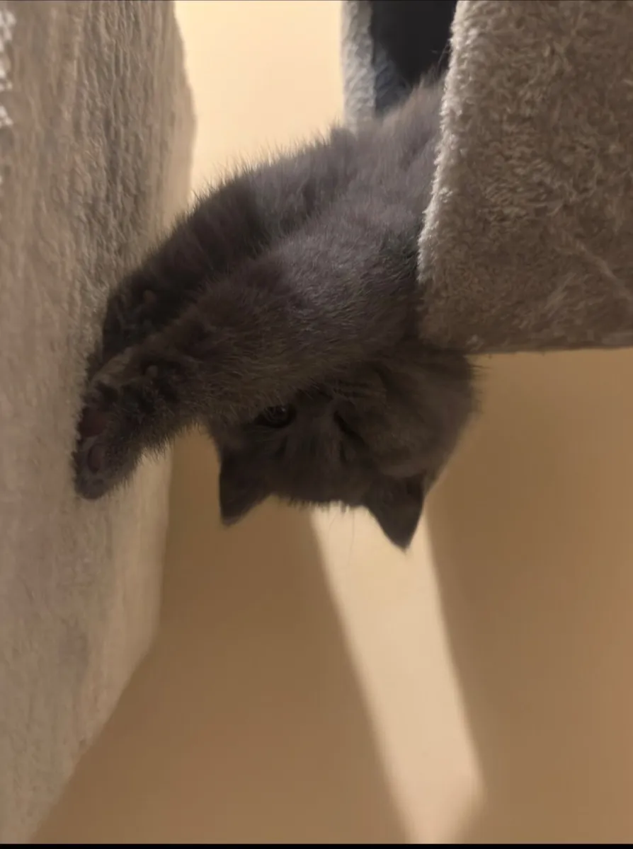 British shorthair kittens - Image 4