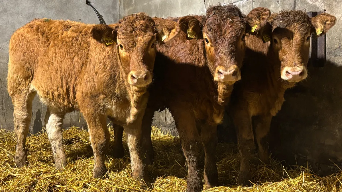 3 Super Red Limousin Heifer Wealings - Image 1