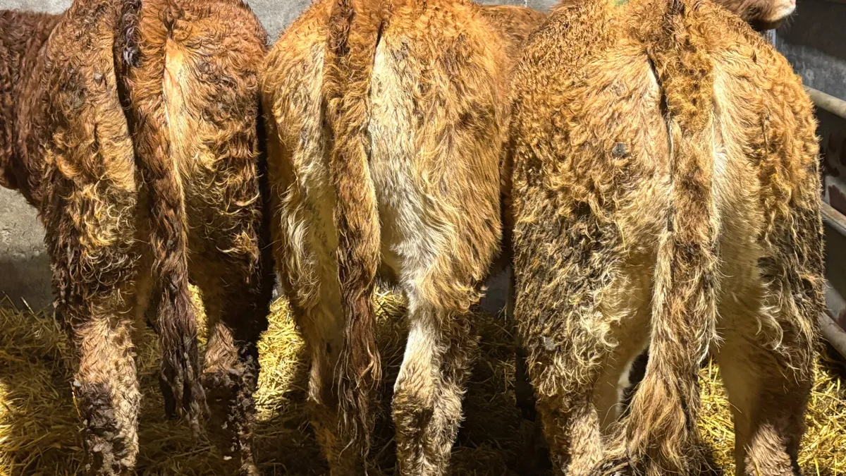 3 Super Red Limousin Heifer Wealings - Image 4