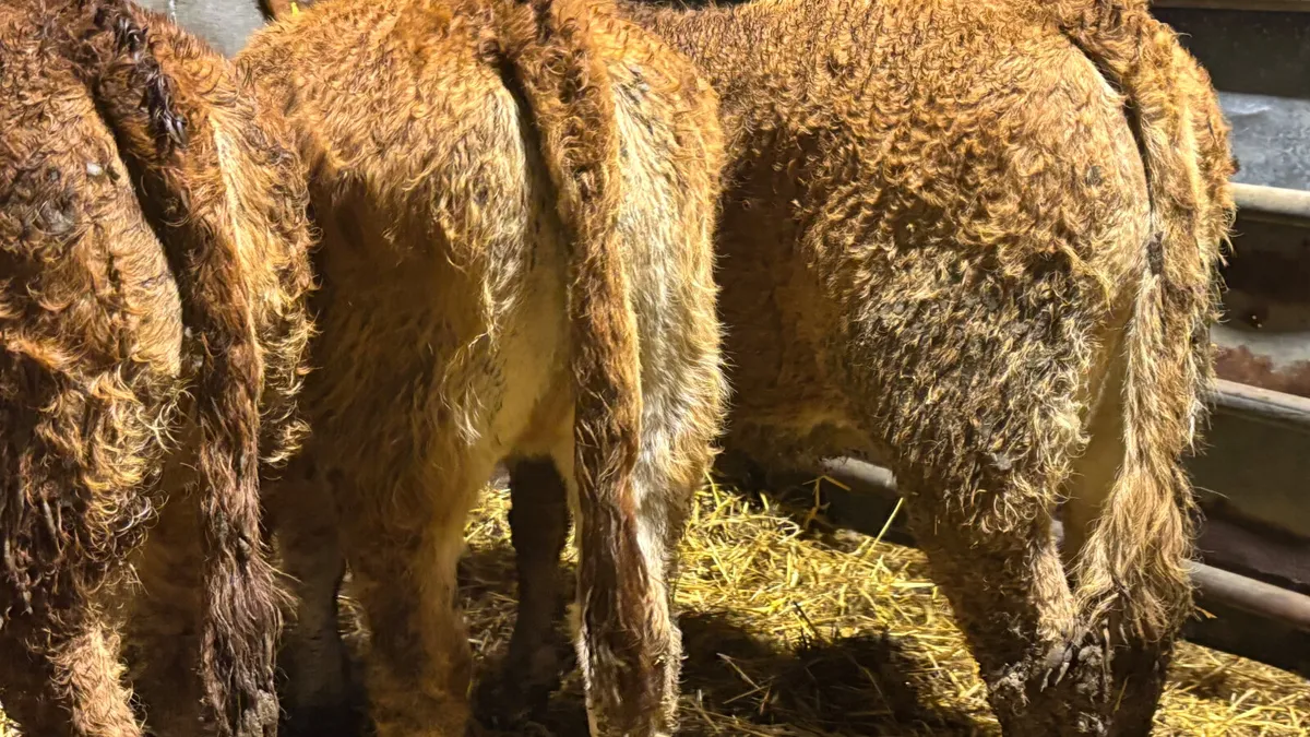 3 Super Red Limousin Heifer Wealings - Image 2