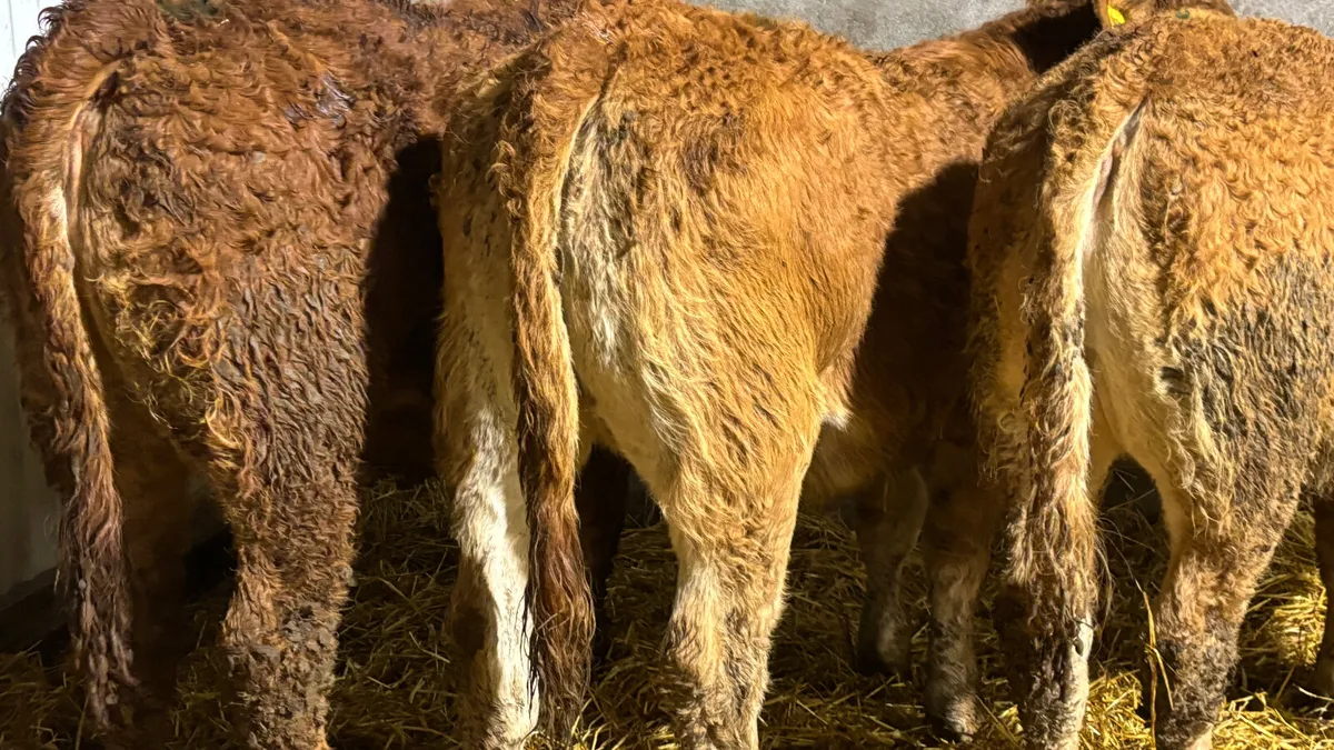 3 Super Red Limousin Heifer Wealings - Image 3