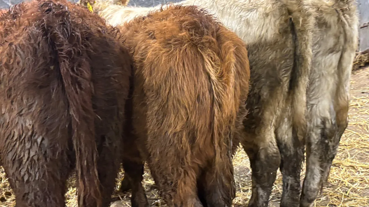 5 Lovely Quality Heifer Wealings - Image 2